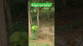 Zoo safari