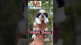 🐶 SVS dog and puppy🐕‍🦺 kennel nizamabad🦮 Telangana 🐕....