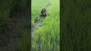 #viral#youtube #short #video#लगते सावन बलिया बोले पापी मोरवा बड़ा ही प्यारा कजरी गीत धमाकेदार