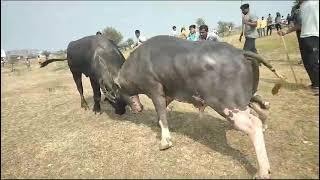 🐃सरजा हेले कि  टक्कर जालना  महाराष्ट्र 🐃sarjya hele ki takker jalna 📍🐃