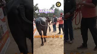 DFA कुरुक्षेत्र. बजरंगी लिजवाना की बेटी🏆(Byah ke levange)