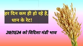 today Mandi rate। dhan ka aaj ka bhav । Vidisha mandi। raisen Mandi rate। ganjbasoda mandi। धानमंडी