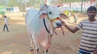 పెద్దకొత్తపల్లి న్యూక్యాటగిరి విభాగం బండలాగుడుపోటీలకు వచ్చినటువంటి నల్లబోతుల లక్ష్మీగోపాల్ గారిగిత్త