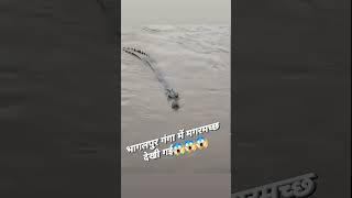 भागलपुर गंगा में पहली बार दिखी मगरमच्छ!! Bhagalpur Ganga Me Dikha Magarmach!!