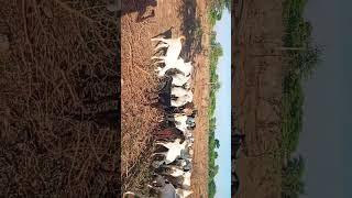 #आदील #गौट #फार्म #देवली #कला #villagelife  मो:8233704785 साज़िद कुर्रेशी