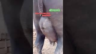 जिला श्रीगंगानगर राज्यराजस्था Arjun Ram dairy farm