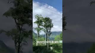 पालमपुर चाये के बाग मणिमहेश यात्रा के दौरान लिया गया दृश्य