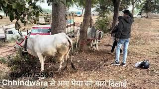 छिंदवाड़ा से आए भैया को गाय दिलाई gadarwara pashu मेला से