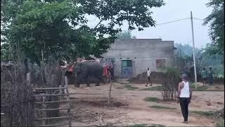 हजारीबाग, टाटीझरिया प्रखंड में झुंड से बिछड़े एक हाथी ने उत्पात मचा रखा है। ग्रामीणों में दहशत है।