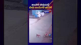 Haveri || ಹಾವೇರಿ ಜಿಲ್ಲೆಯಲ್ಲಿ ಬೀದಿ ನಾಯಿಗಳ ಹಾವಳಿ || ashwaveeganews24x7