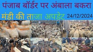 पंजाब बॉर्डर पर अंबाला बकरा मंडी की ताज अपडेट #Ambala Bakra Mandi