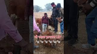 जय गौ माता गौ रक्षक हाथरस UP टीम सभी भाइयों का गौ माता पर ध्यान है सभी गोशाला में जाकर देख रहे है