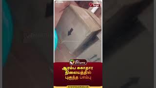 ஆரம்ப சுகாதார நிலையத்தில் புகுந்த பாம்பு | வேலூர் | #vellore | #snake |