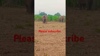 Wild life elephants at parvathipuram manyam