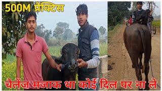 📢 आज की रेस 500M प्रैक्टिस⌚उना लबारा🐂 | चैलेंज मजाक मे है कोई भी भाई दिल पर ना ले