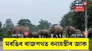 Elephant Terror In Golaghat | মৰঙিৰ ৩৯ নং ৰাষ্ট্ৰীয় ঘাইপথত বৃহৎ বন্যহস্তীৰ জাক | N18V