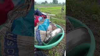 rice farming Maharastra 🌾🍚
