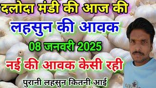 दलौदा मंडी आज की लहसुन की आवक 08 जनवरी 2025 |garlic arrival today daloda Mandi