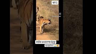 ताडोबा अभयारण्य चंद्रपूर 🐅🐯 #टायगर #मराठवाडा पॅटर्न