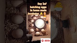 Day 2 of home made incubator 🥚🐣 Gill farm bagha purana 🐓