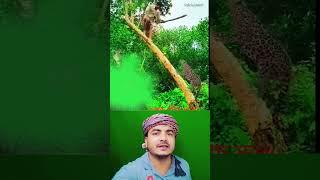 দেখুন বাঘটি কিভাবে লোকটিকে আক্র*মণ করতেছে