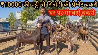 ₹10000 की पट्टी से सिरोही प्रेग्नेंट बकरी 4 लीटर दूध (india's largest goat farming sirohi femal)