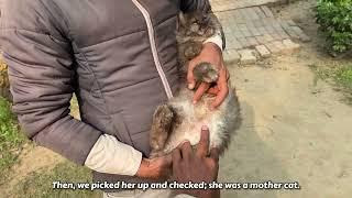 Abandoned kittens ran everywhere to find their mother cat, but they didn't