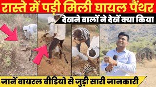 Udaipurwati की पहाड़ियों में घायल मिली Panther के viral video का देखें क्या है पूरा मामला ~