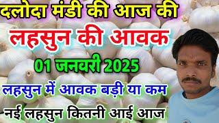 दलोदा मंडी आज की लहसुन की आवक 1 जनवरी 2025 |garlic arrival today daloda mandi