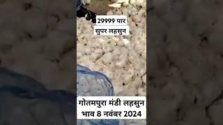 गोतमपुरा मंडी लहसुन भाव 8 नवंबर 2024