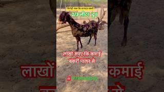 घोड़े जैसी सिरोही नस्ल कि बकरीं 2/3 बच्चे वाली बकरीं How to start Goat farming