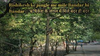 Rishikesh ke jungle me mile Bandar hi Bandar || ऋषिकेश के जंगल में मिले बंदर ही बंदर