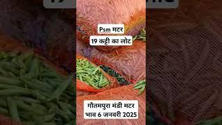 गौतमपुरा मंडी मटर भाव 6 जनवरी 2025