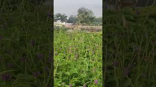 Colourful butterflies in rajgir zoo safari garden