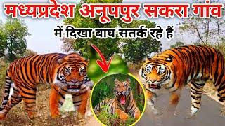 मध्यप्रदेश अनूपपुर सकरा गांव में दिखा बाघ | Tiger In Mp Anuppur Shakra village | mdar vlog