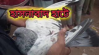 হাসনাবাদ কবুতরের হাটে আজকেও দেখলাম অনেক সুন্দর কিছু কবুতর। 😊❤