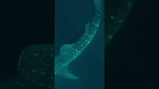 Person is snorkeling with a whale shark!