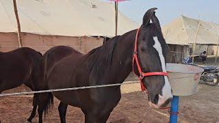 गंगानगर मेले में आया था हनुमानगढ़ जिले से घोड़े लेकर  ganganagar horse mela 2024