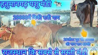 हनुमानगढ़ पशु मंडी सबसे मंडी #cow #hfcowmarket #cattlefarm #cattleprice #farming #cowfarm 12=01=2025