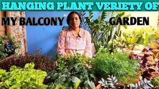 Hanging Indore plants // variety Of Indore Plants // Garden Decorative plants//