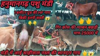 हनुमानगढ़ पशु मंडी के आज के भाव#hfcowmarket #cow #cattleprice #hfcowprice #farming 05=01=2025