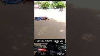 பாண்டிச்சேரி பாகுபலி   #comedy #funny #million #youshortsDDC_DANCE_COMPANY PolimerNews