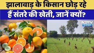 Jhalawar News : झालावाड़ के किसान छोड़ रहे हैं संतरे की खेती, जानें क्यों ? | Latest News | Special