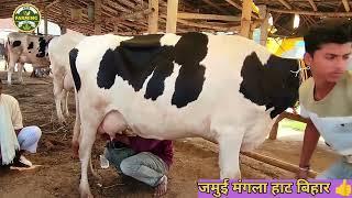 जमुई मंगला मंडी में मिल रही HF गाय डेयरी फार्म पर रखने लायक/HF Cow for Dairy Farm/