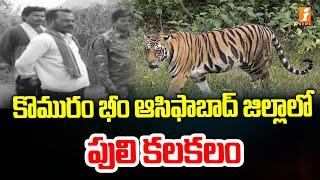 కొమురం భీం ఆసిఫాబాద్ జిల్లాలో పులి కలకలం | Tiger Hulchul At Komaram Bheem | Asifabad District|iNews