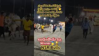 బుడంపాడు 1st Winner🥇🏆 నల్లబోతు వెంకటేశ్వర్లు(NSR Bulls- రామ)🤝 పమిడి అంజయ్య చౌదరి గారి 2 పళ్ళ గిత్తలు