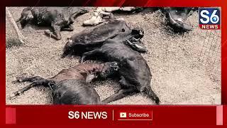 మూగజీవాలపై కర్కశత్వం.. 10 మేకలు మృ’తి.. | Karkapalli Goats Incident | S6 News Warangal