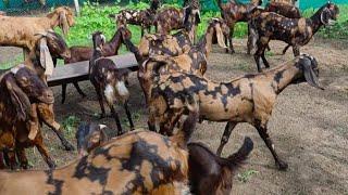 सिरोही गुजरी अजमेरी नस्ल कि प्रेग्नेंट बकरीया 230 per kg se'(AK  goat farm Rajshthan ajmer)