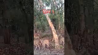 बांधवगढ़ नेशनल पार्क हिरण 🦌