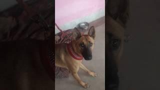 #dog #like #shortsvideo  #doglover #music #song #love  dog 🐕 #Viral video  dog